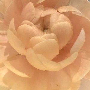 Meet your Posher, Sheryl